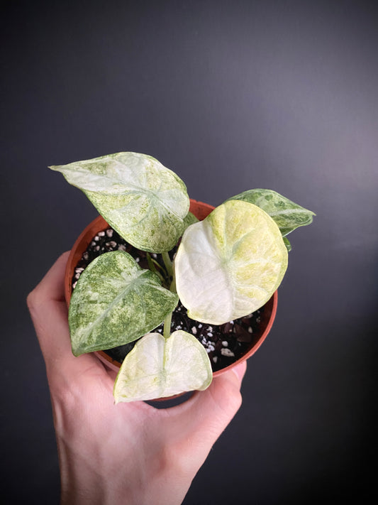 Alocasia Ninja Tricolor variegated | 10 cm pot [B]