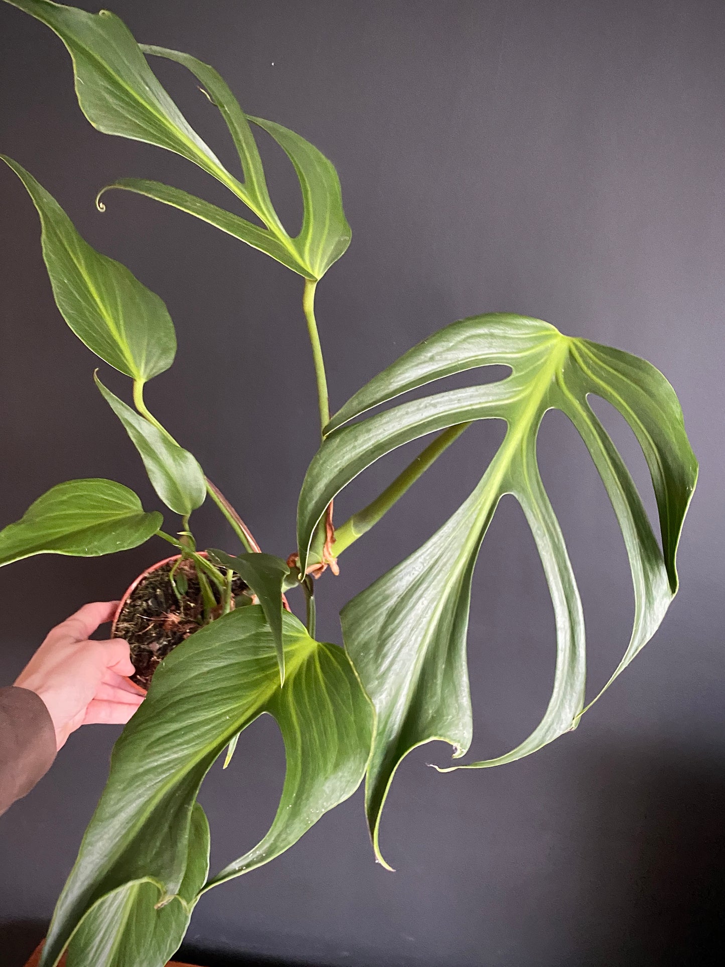 Monstera Burle Marx Flame | 15 cm pot [B]