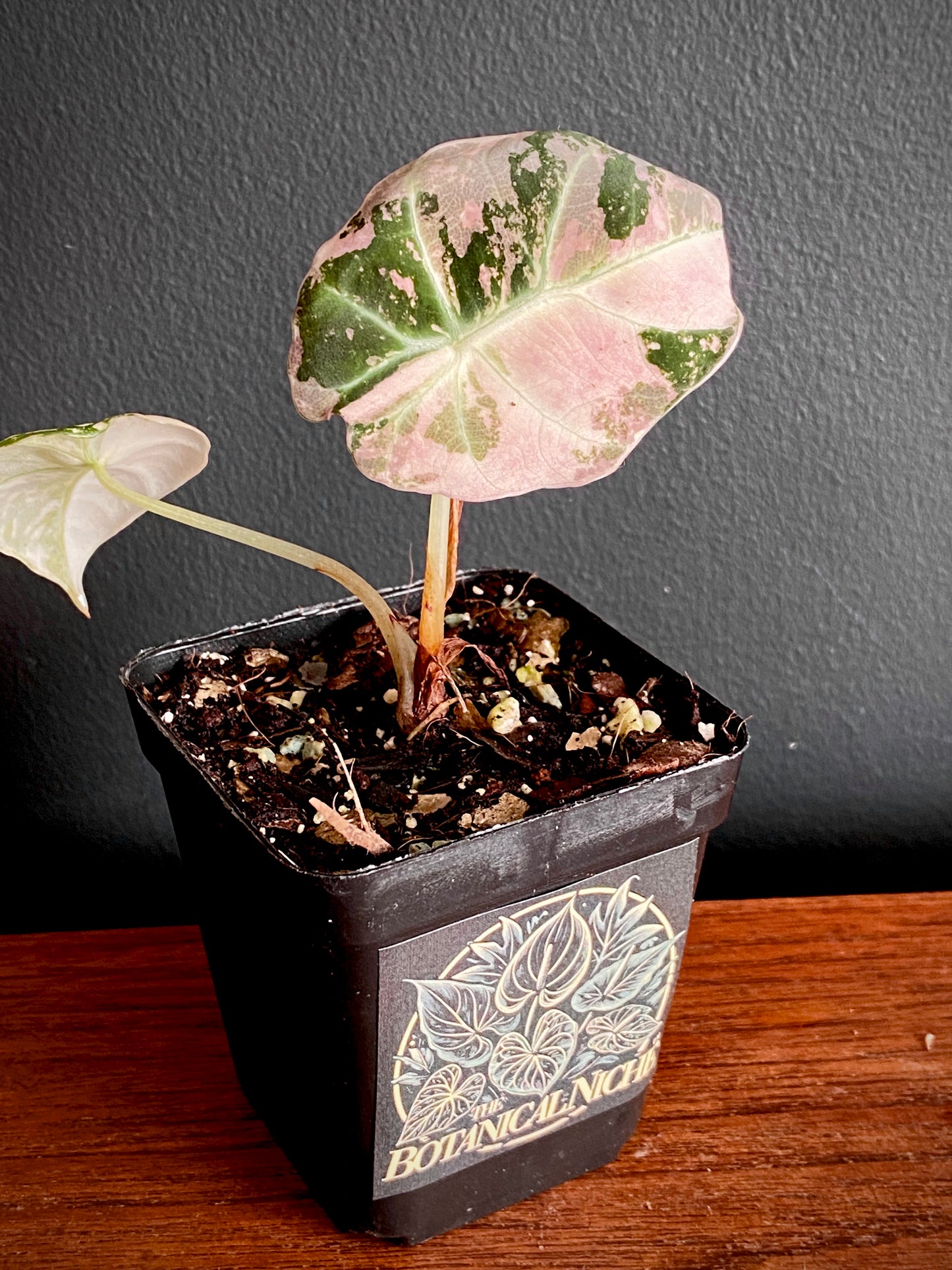 Alocasia Black Velvet Pink variegata | 7 cm pot (B)