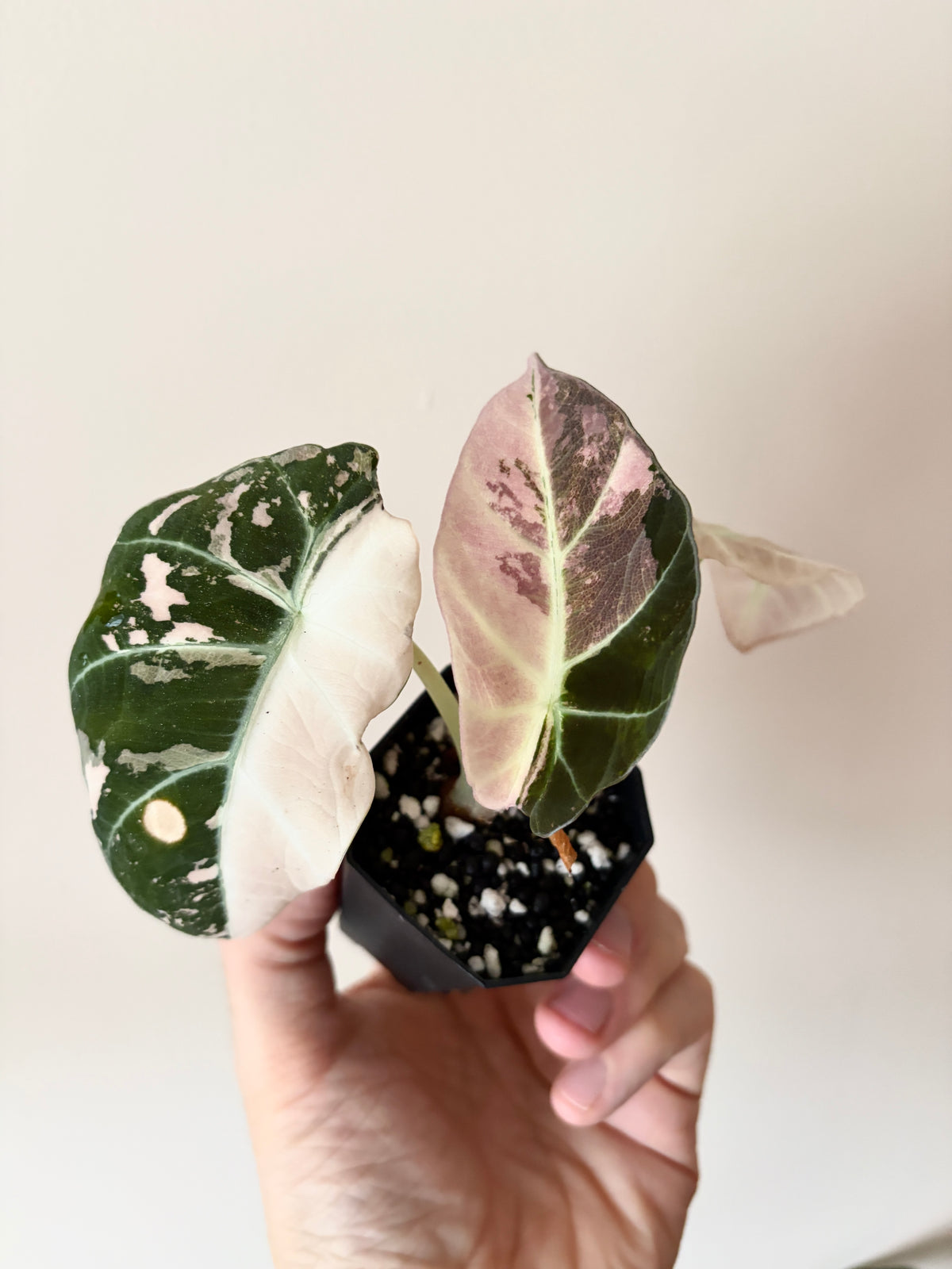 Alocasia Black Velvet Pink variegata | 5 cm pot