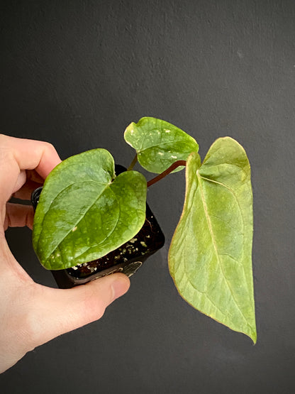 Anthurium (FTG x Fort Sherman) X (NoID Code Red x Papillaminum A+) | 6 cm pot