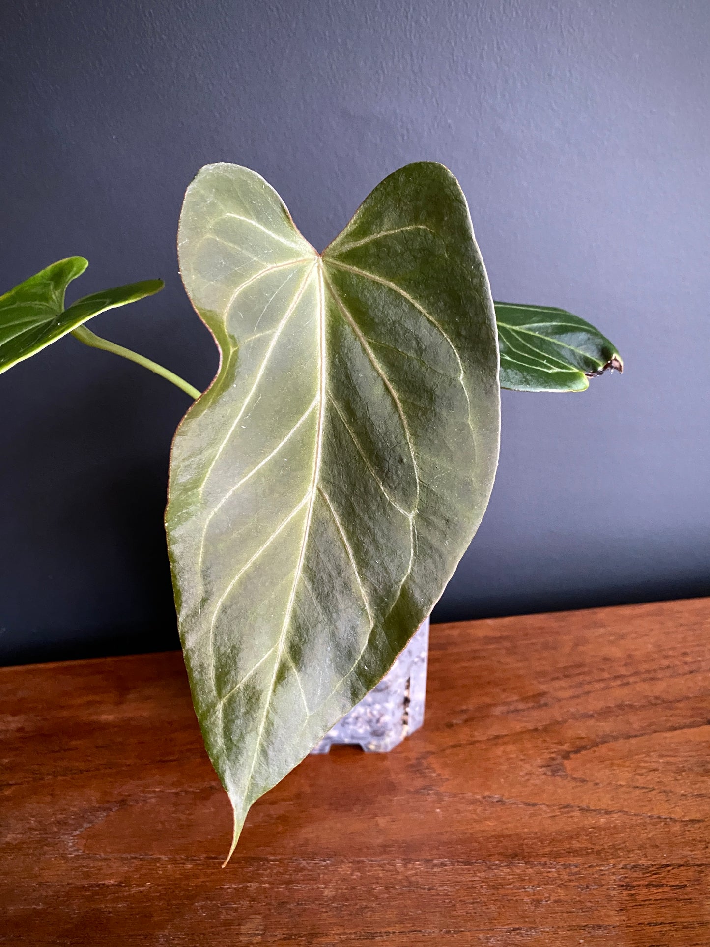 Anthurium King of Spades (KOS) X Blacksweet | 9 cm pot