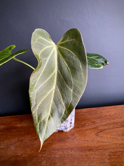 Anthurium King of Spades (KOS) X Blacksweet | 9 cm pot