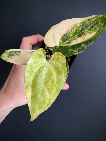Anthurium Pap var X Ralph Lynam OG | 7 cm pot