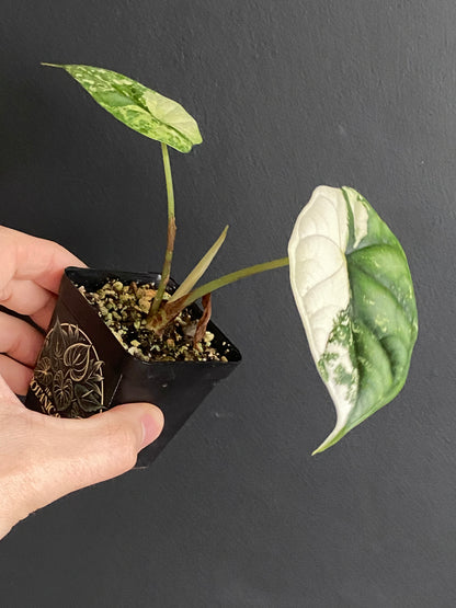 Alocasia Dragonscale Albo variegata | 6 cm pot [B]
