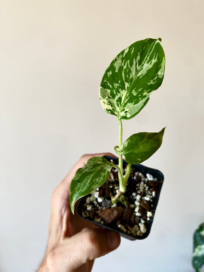 Monstera Deliciosa Bulbasaur | 6 cm pot [C]