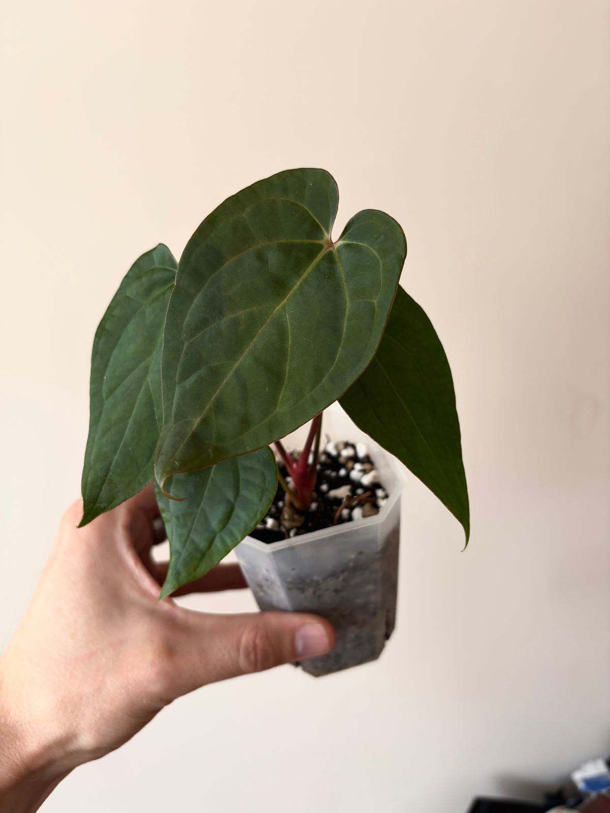 Anthurium King of Spades (KOS/HU) X RVDP | 7 cm pot