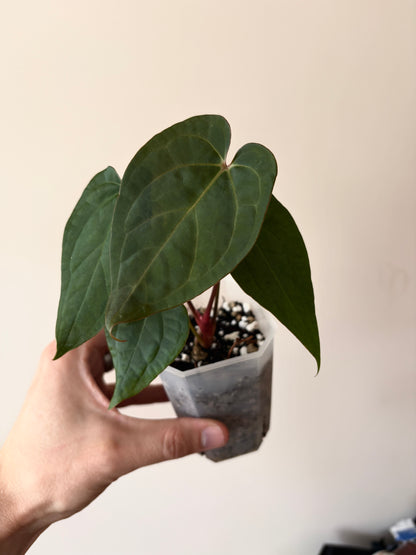 Anthurium King of Spades (KOS/HU) X RVDP | 7 cm pot