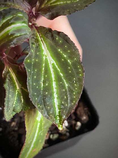 Sonerila sp. Borneoensis  | 6 cm pot [B]