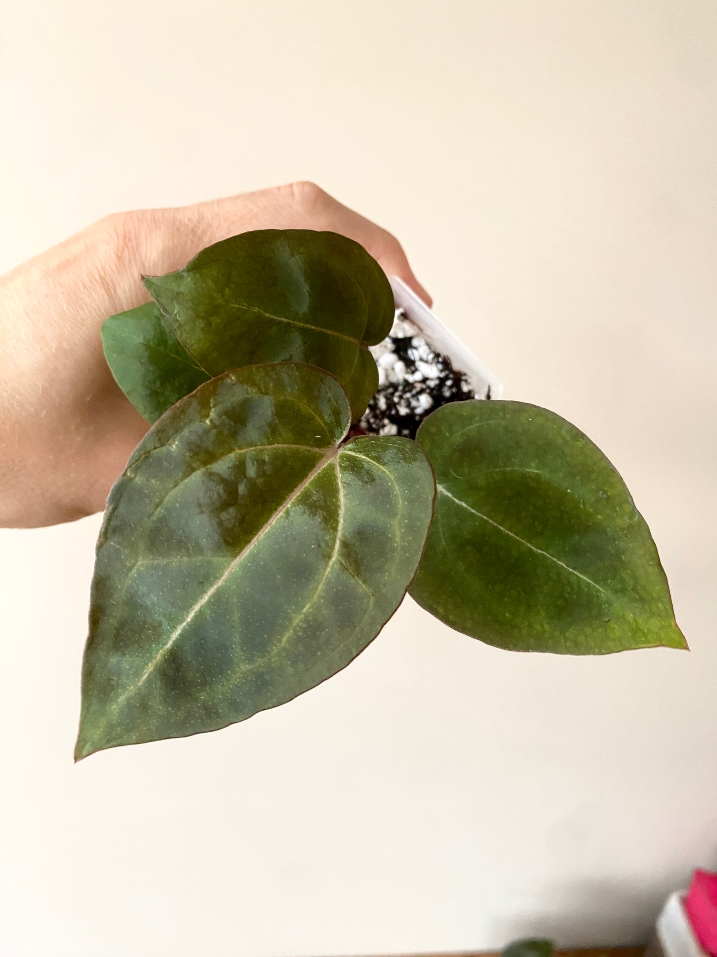 Anthurium Black Widow x Michelle S1 | 7 cm pot [B]