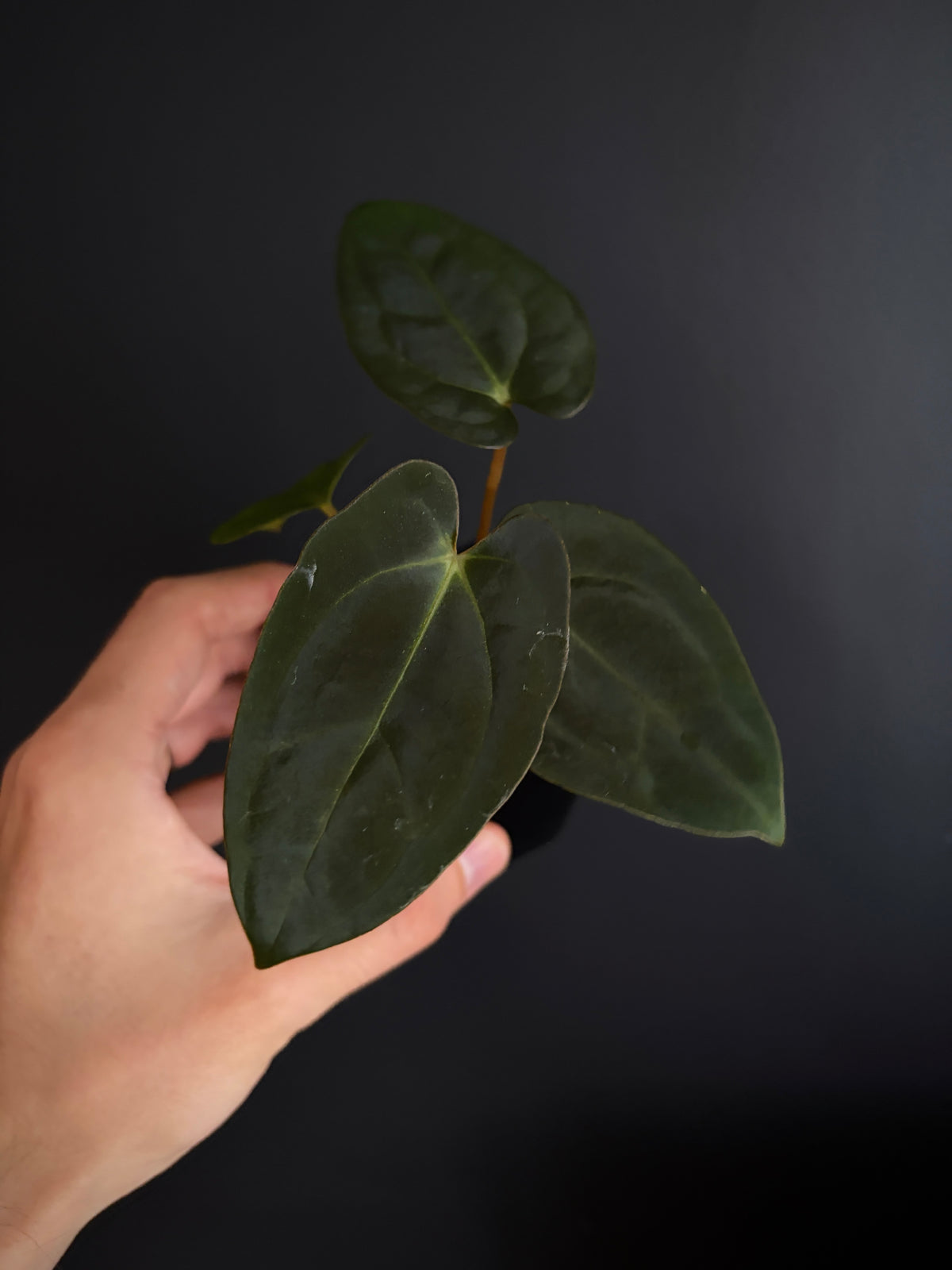 Anthurium (Guna Yala x Carlablackiae) X Carlablackiae RA10 S1 | 6 cm pot [B]