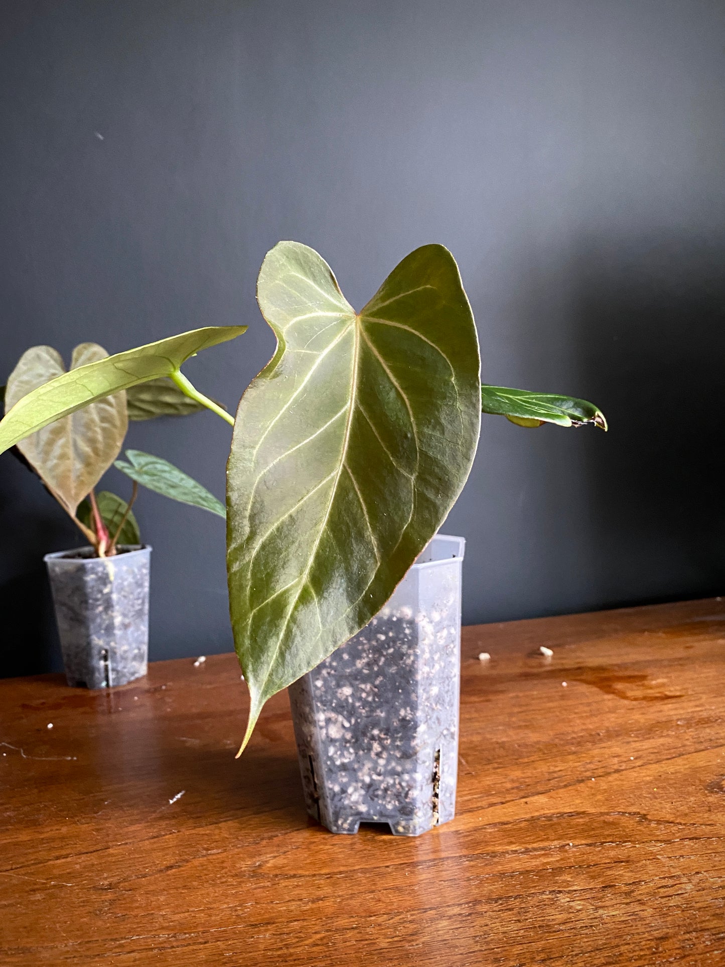 Anthurium King of Spades (KOS) X Blacksweet | 9 cm pot