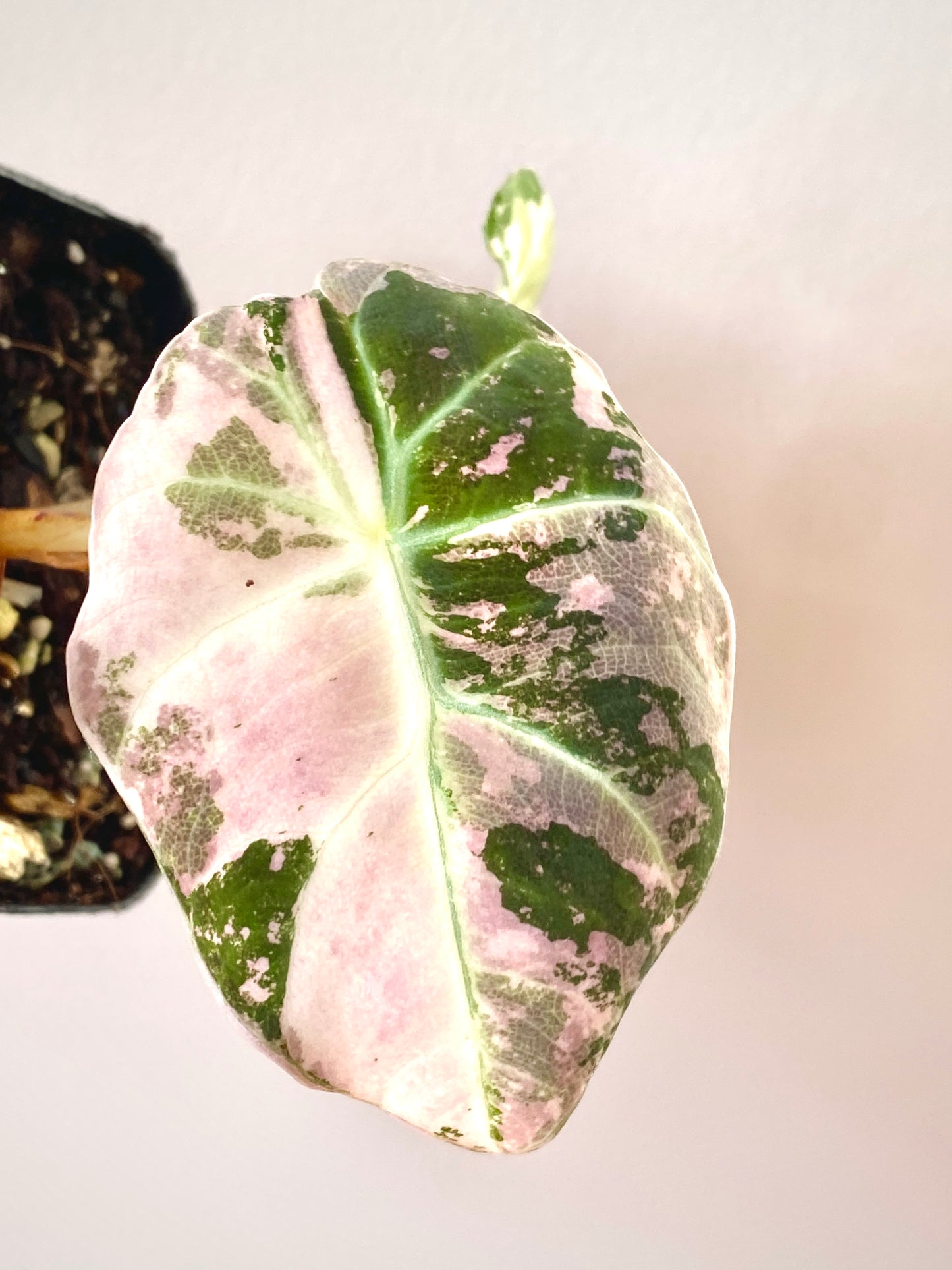 Alocasia Black Velvet Pink variegata | 7 cm pot (B)