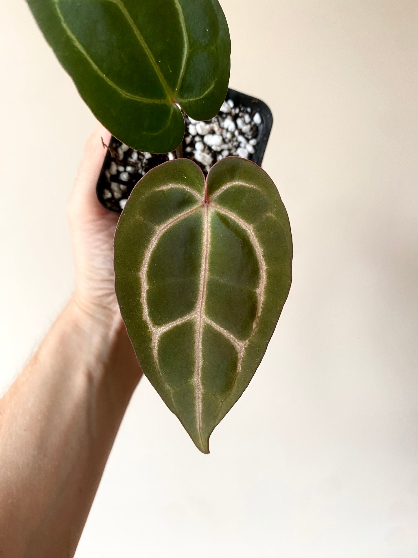 Anthurium Zara F4 X Carlablackiae | 7 cm pot