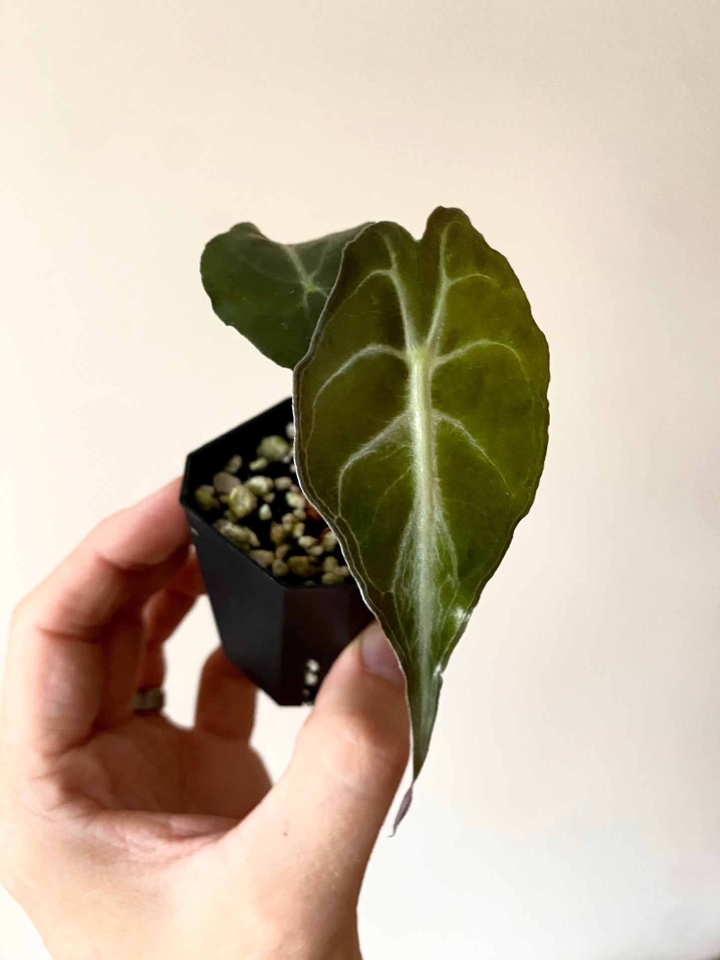 Alocasia Venom | 5 cm pot