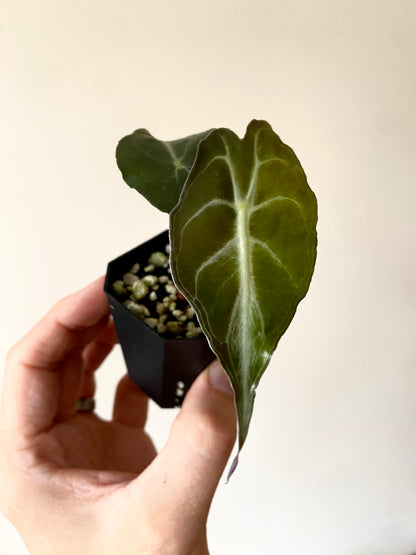 Alocasia Venom | 5 cm pot