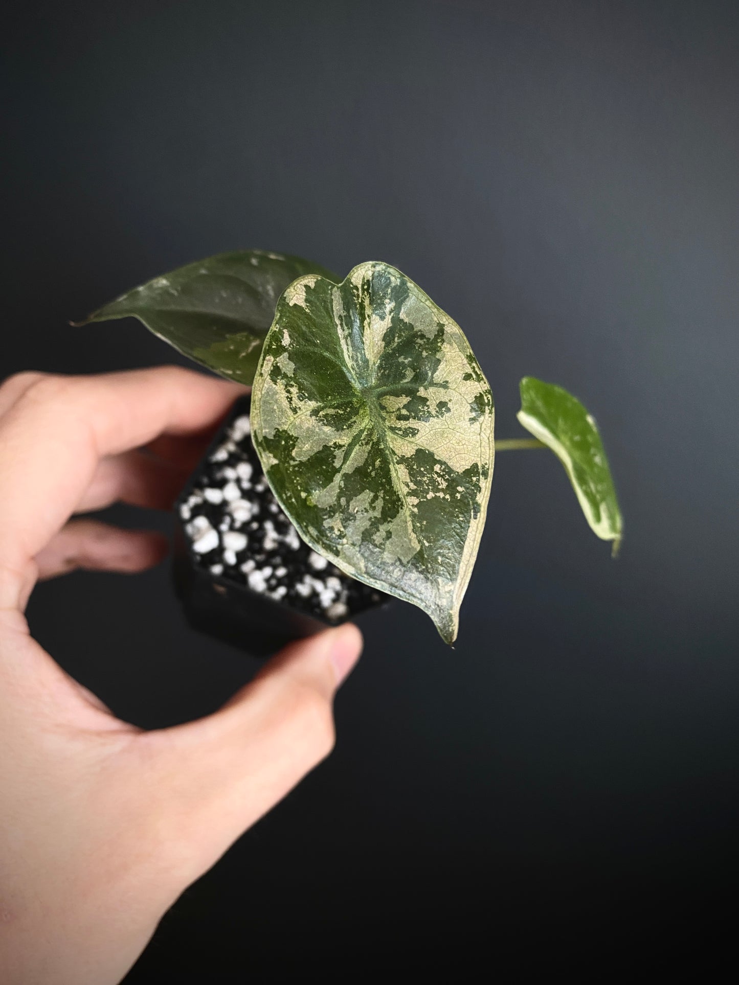 Alocasia Wentii albo/pink variegated | 5 cm pot [A]