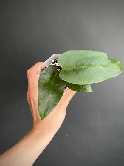 Anthurium Papillaminum (Ree Gardens x RL) X RLFS | 7 cm pot [C]