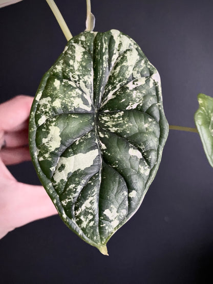Alocasia Dragonscale Albo variegata | 7 cm pot [A]