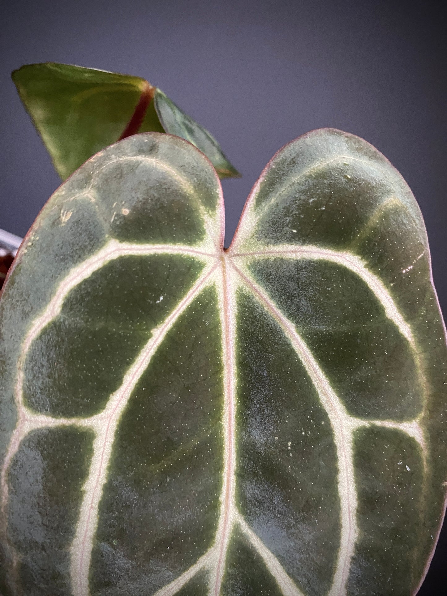 Anthurium Carlablackiae RA5xRA10 S1 | 7 cm pot