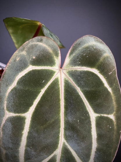 Anthurium Carlablackiae RA5xRA10 S1 | 7 cm pot