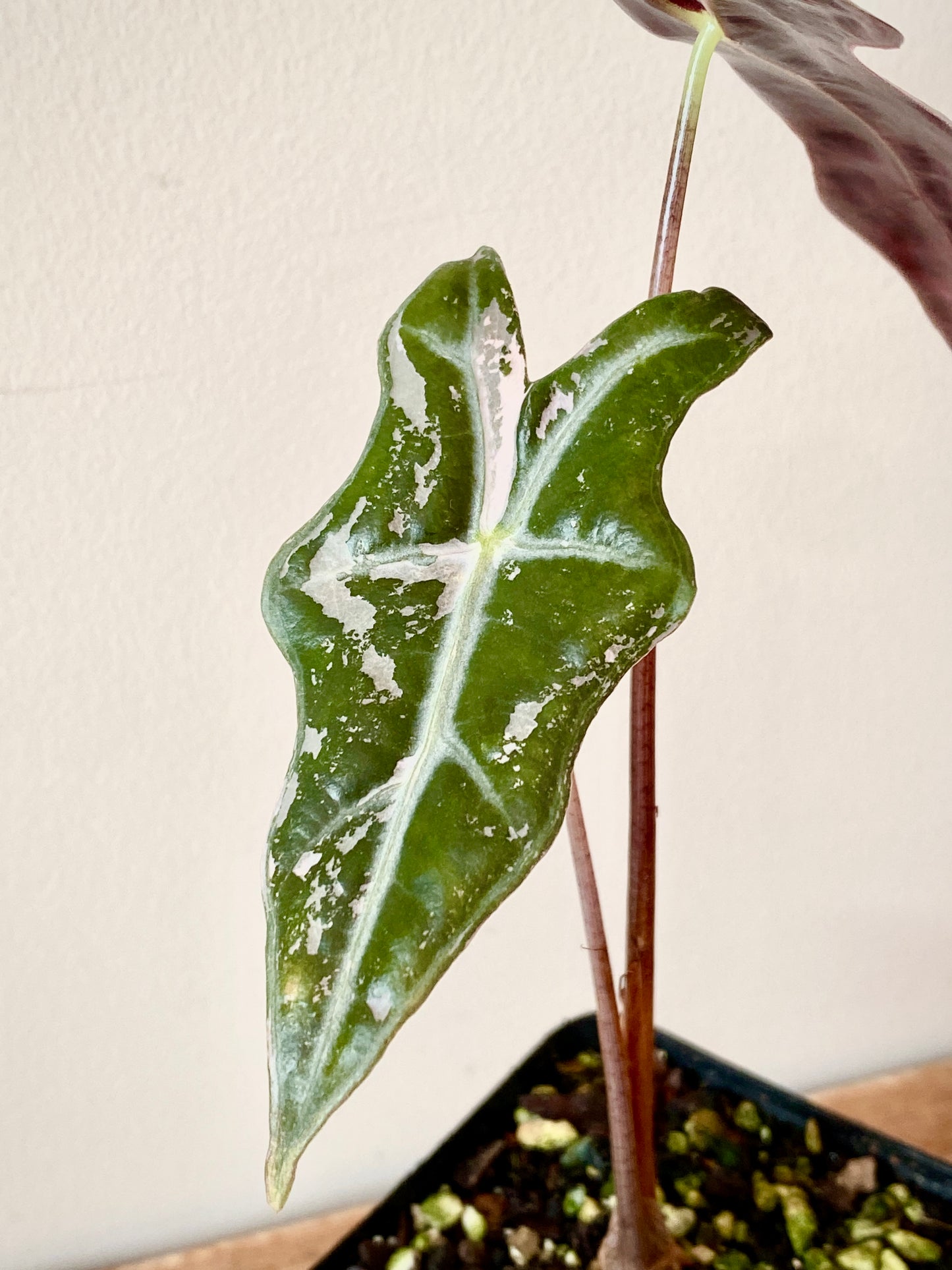 Alocasia Nobilis Pink variegata | 7 cm pot