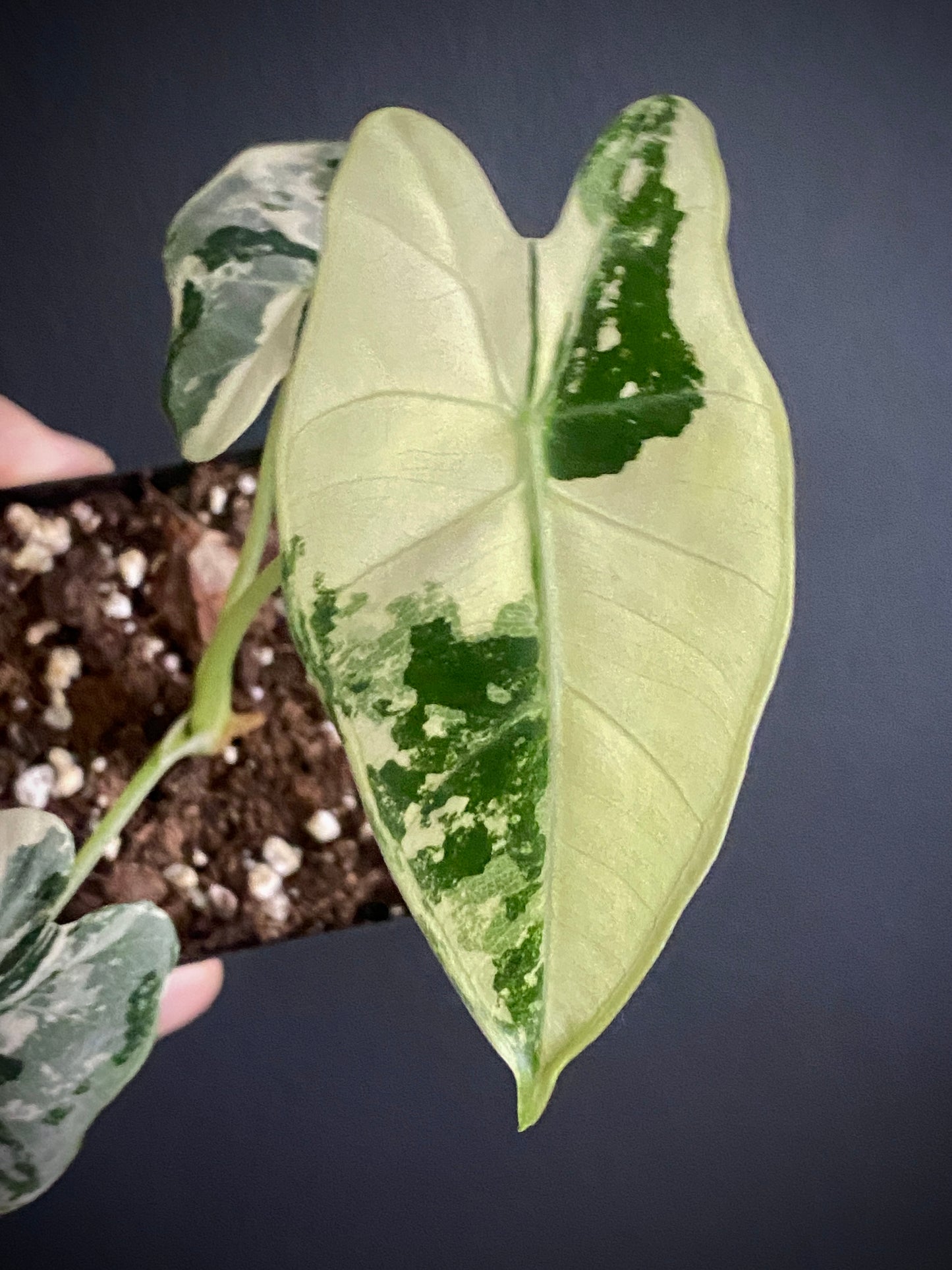 Alocasia Frydek Albo variegated | 7 cm pot