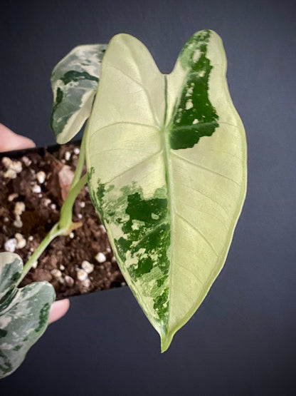Alocasia Frydek Albo variegated | 7 cm pot