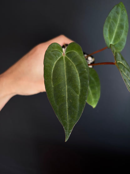 Anthurium Dark Knight X Carlablackiae | 7 cm pot