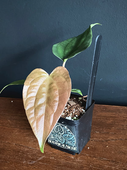 Anthurium Fort Sherman X Luxurians | 6 cm pot
