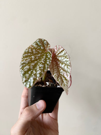 Begonia Snow Capped Pink variegated | 7 cm pot