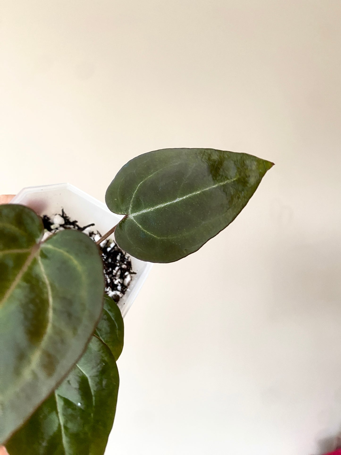 Anthurium Black Widow x Michelle S1 | 7 cm pot [A]