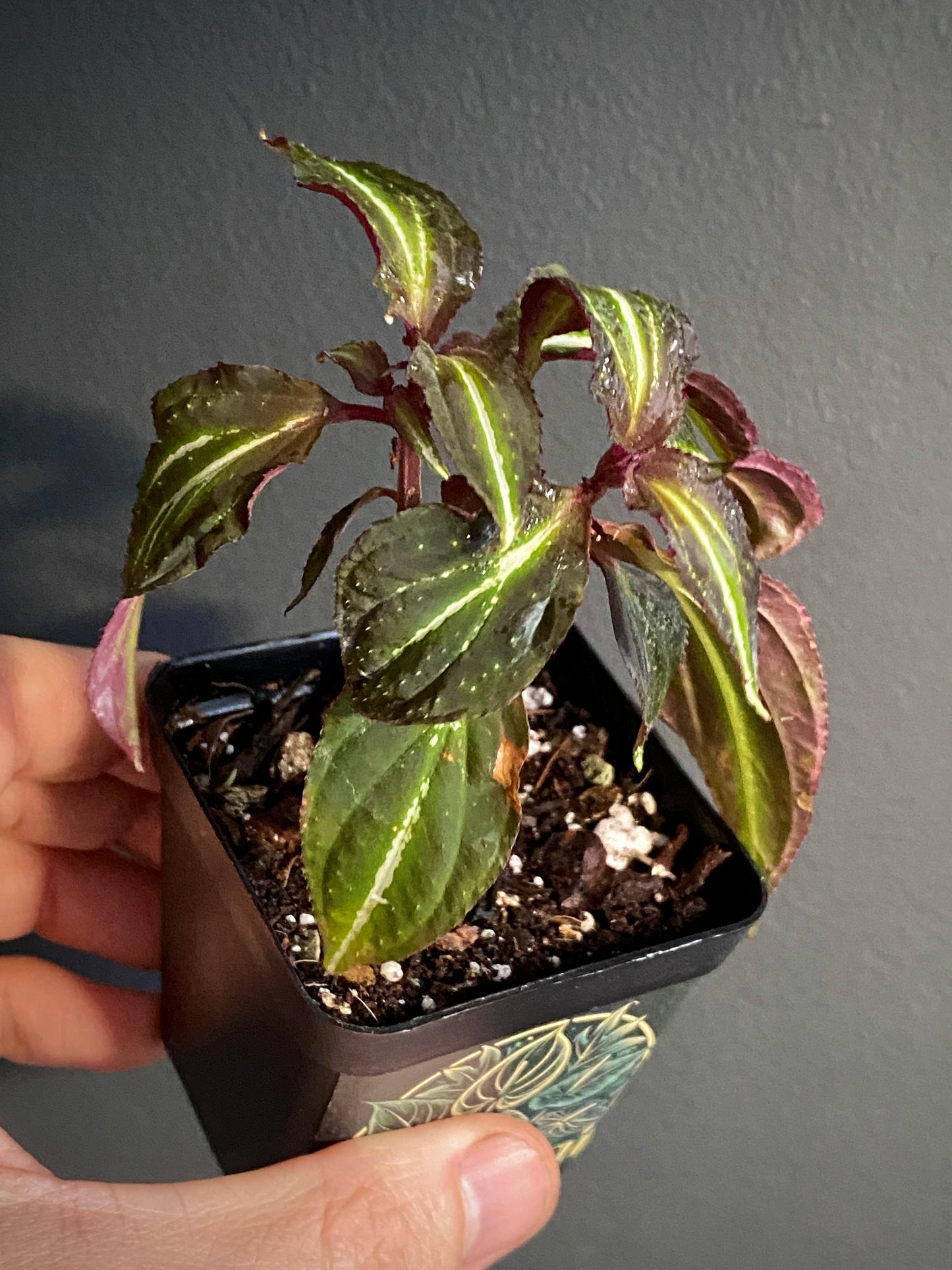 Sonerila sp. Borneoensis  | 6 cm pot [A]