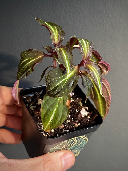 Sonerila sp. Borneoensis  | 6 cm pot [A]