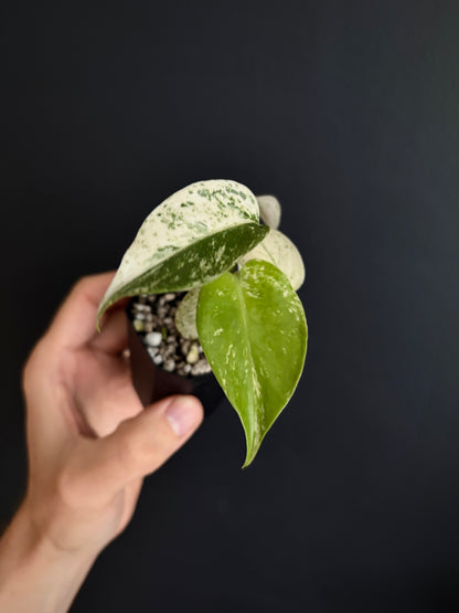 Monstera Star Shadow | 5 cm pot [B]