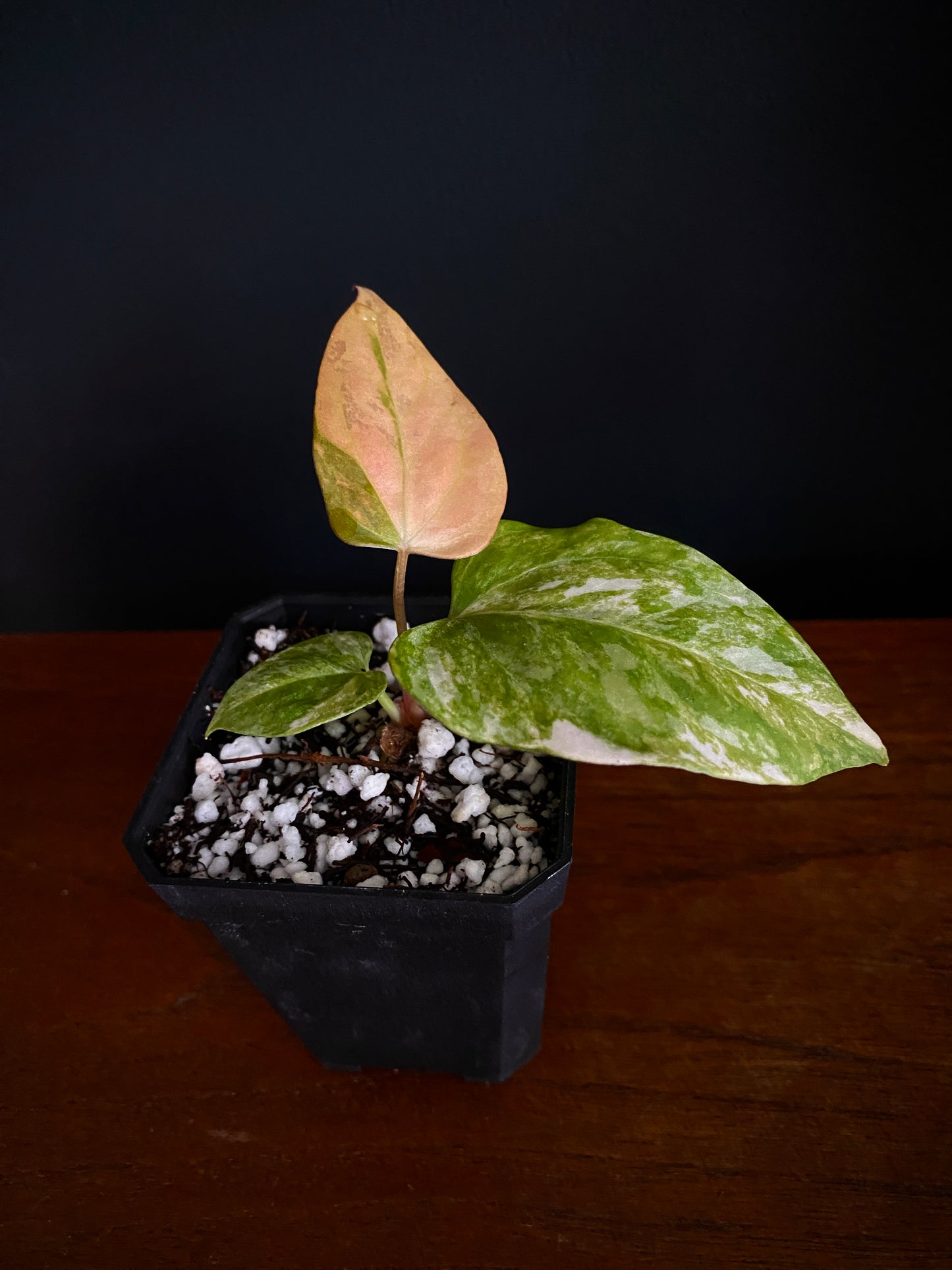 Anthurium Ace of Spaces var X Portillae clone | 7 cm pot [clone B]