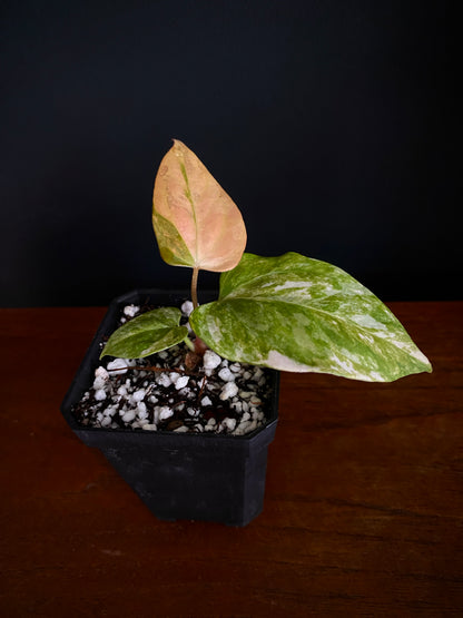 Anthurium Ace of Spaces var X Portillae clone | 7 cm pot [clone B]