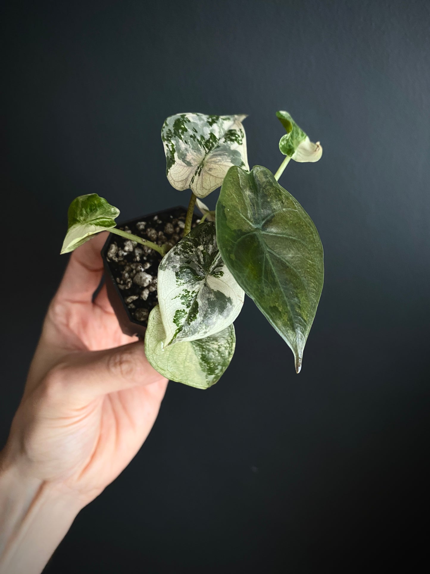 Alocasia Wentii albo/pink variegated | 5 cm pot [C]
