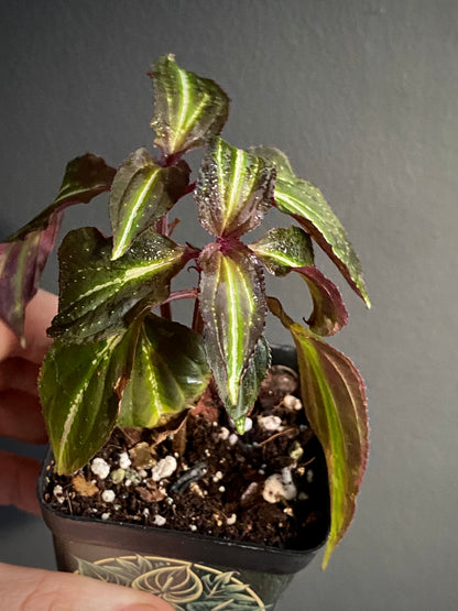 Sonerila sp. Borneoensis  | 6 cm pot [A]