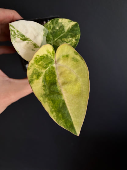 Anthurium Papillilaminum Hb variegated X Carlablackiae | 7 cm pot [clone]