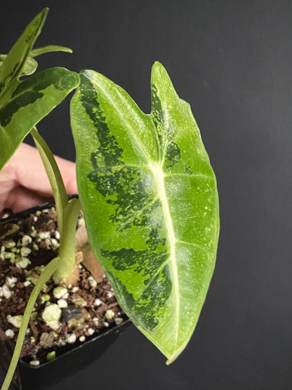 Alocasia Frydek Green-on-Green variegated | 7 cm pot