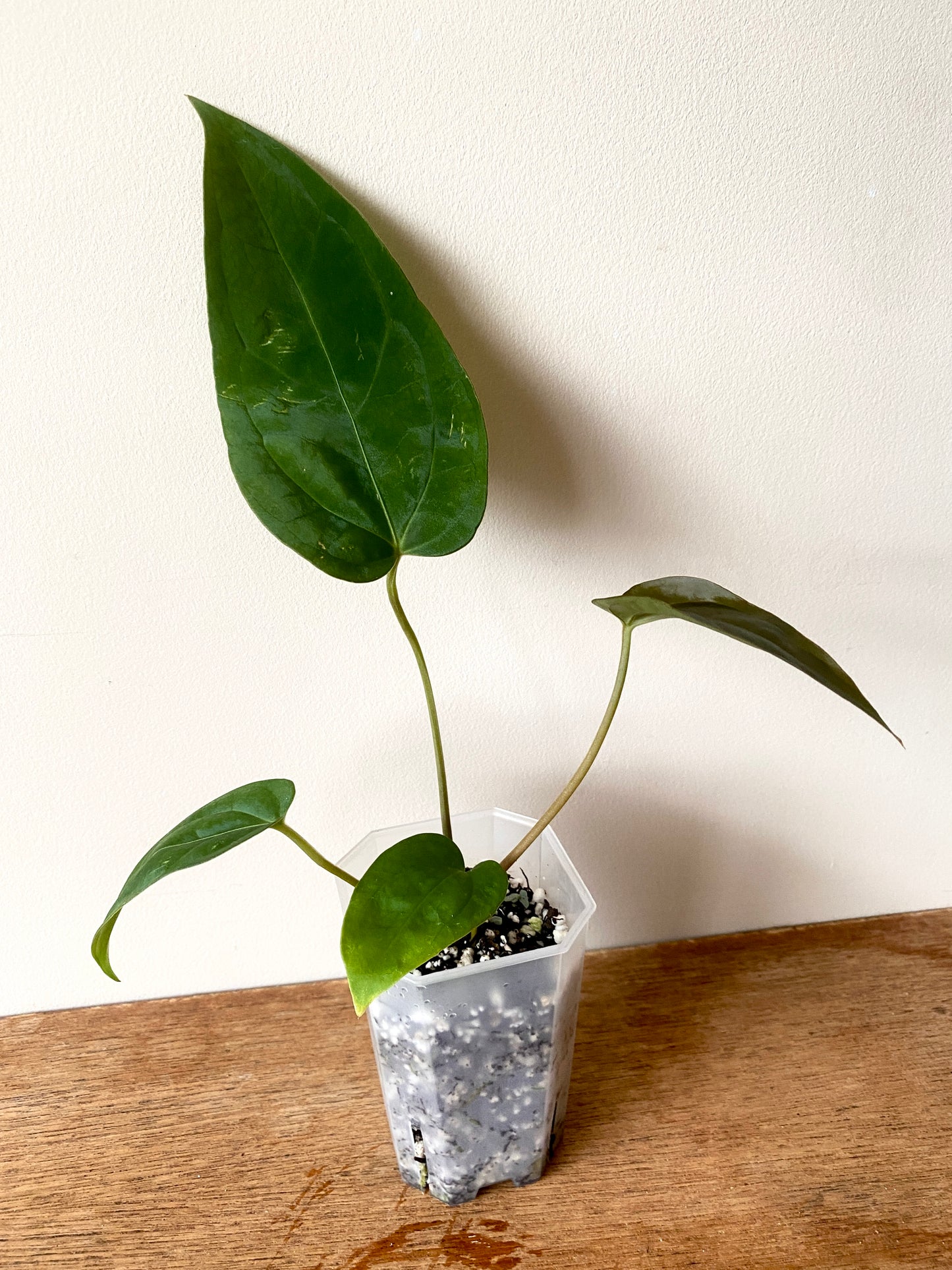 Anthurium Subsignatum (velvety) X Carlablackiae | 7 cm pot [B]
