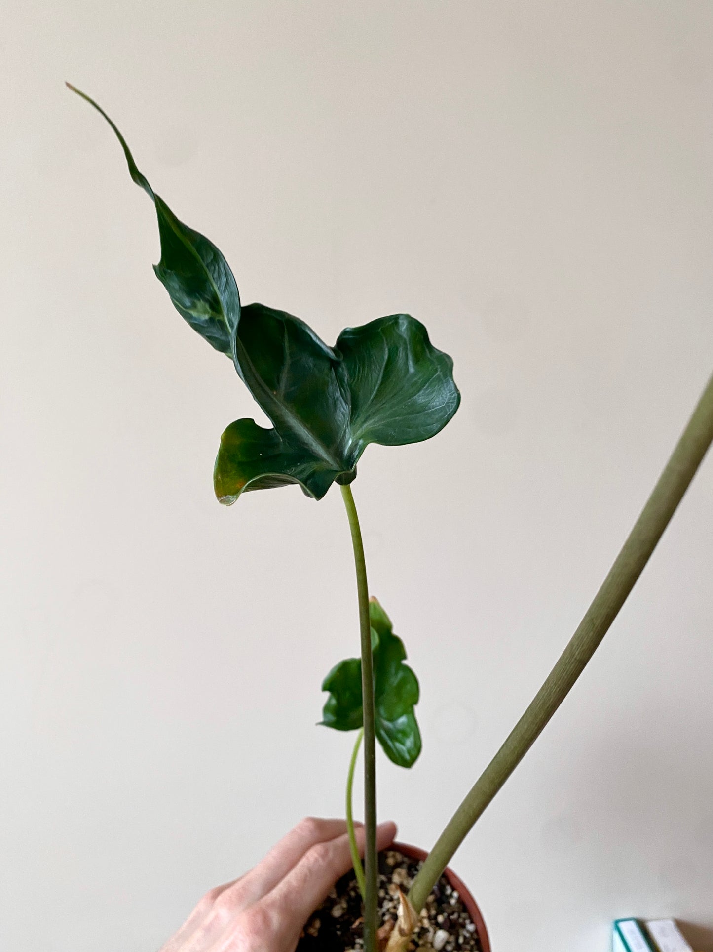Alocasia Teletubbies | 10 cm pot