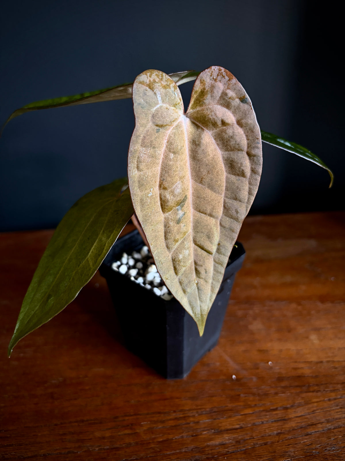 Anthurium RVDP (self) mint variegated | 7 cm pot [super-select]