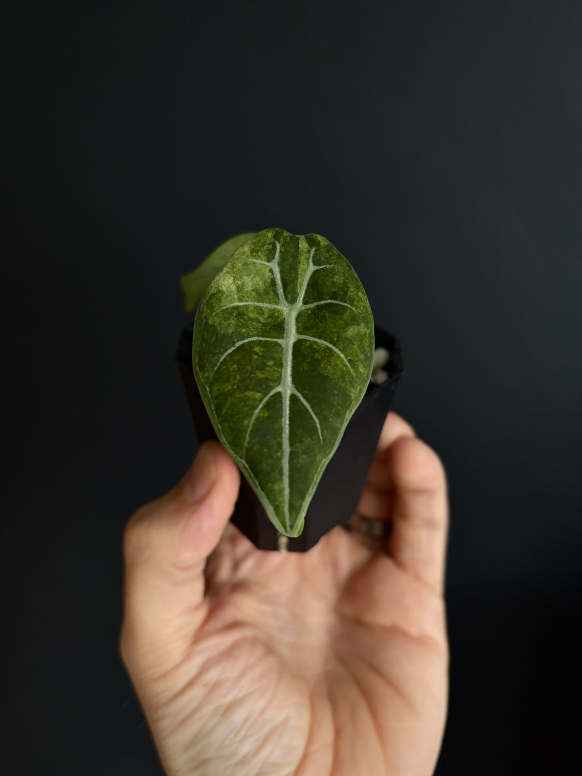 Alocasia Watsoniana doff albo/pink variegated | 5 cm pot