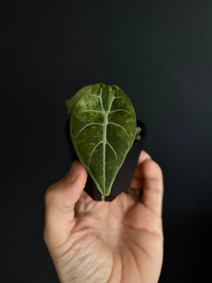 Alocasia Watsoniana doff albo/pink variegated | 5 cm pot