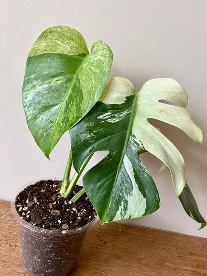 Monstera Jungle Mint/NoID | 12 cm pot
