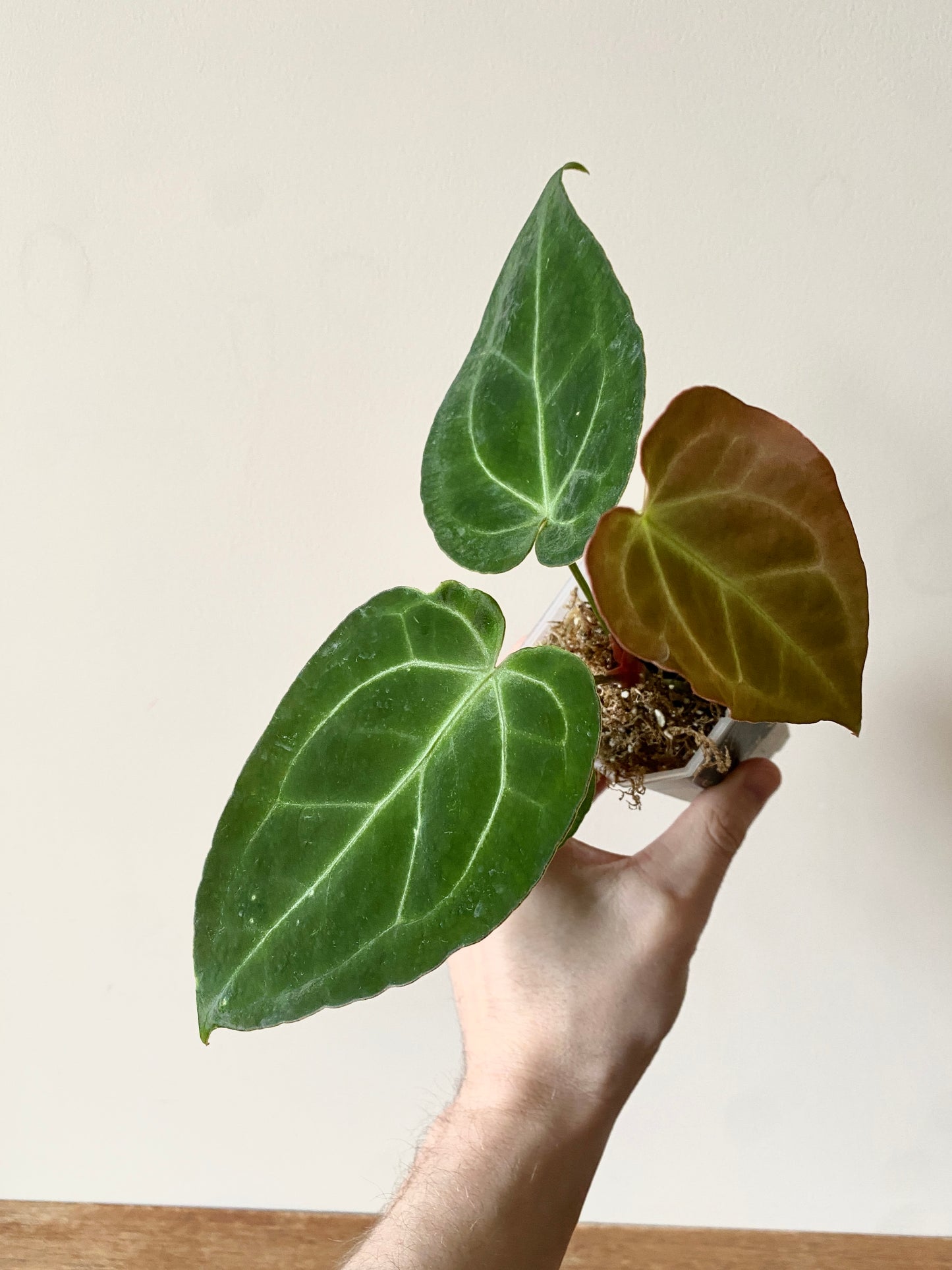 Anthurium Forgetii X Magnificum Silver | 7 cm pot