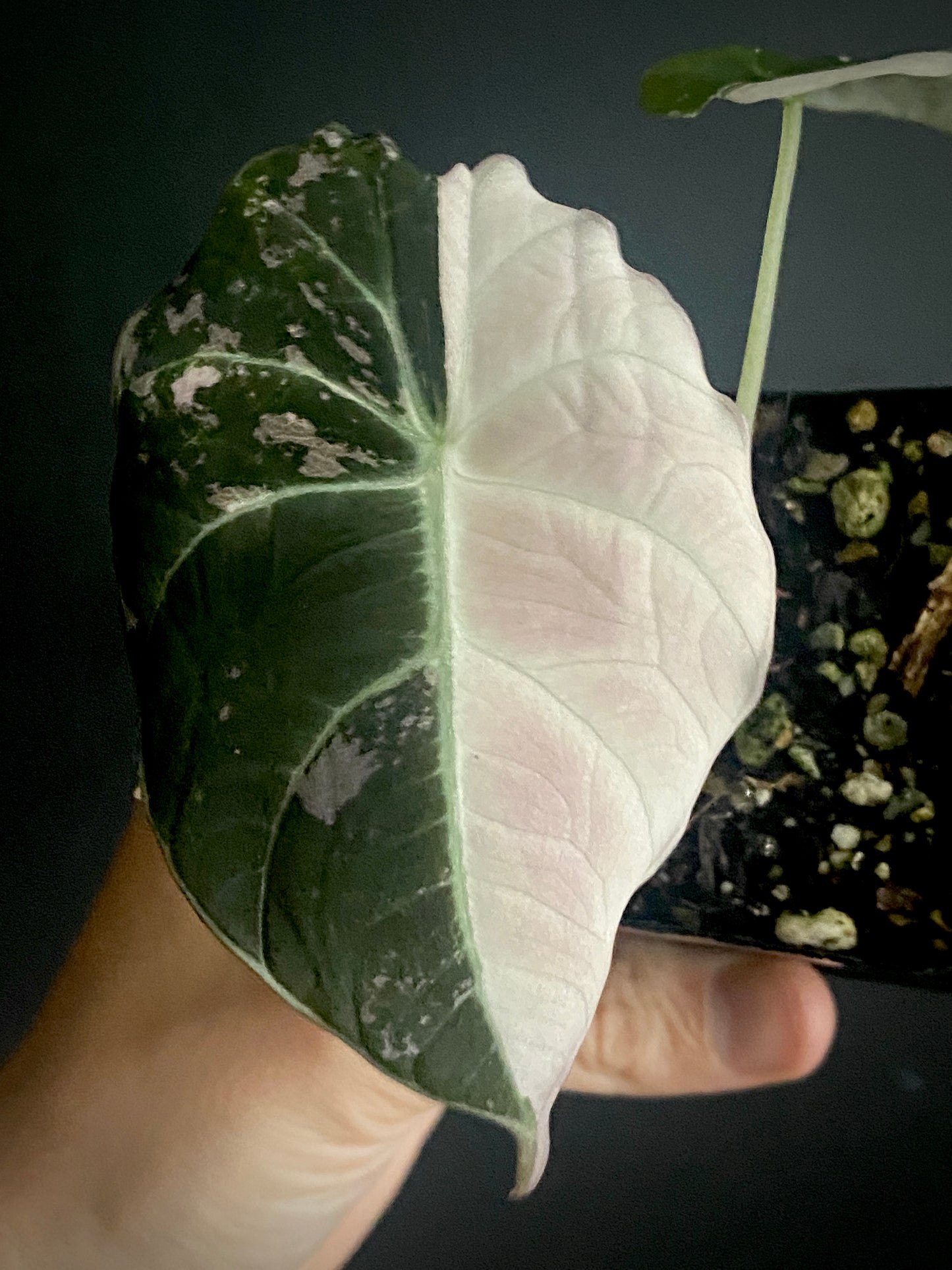 Alocasia Black Velvet Pink variegata | 7 cm pot (C)