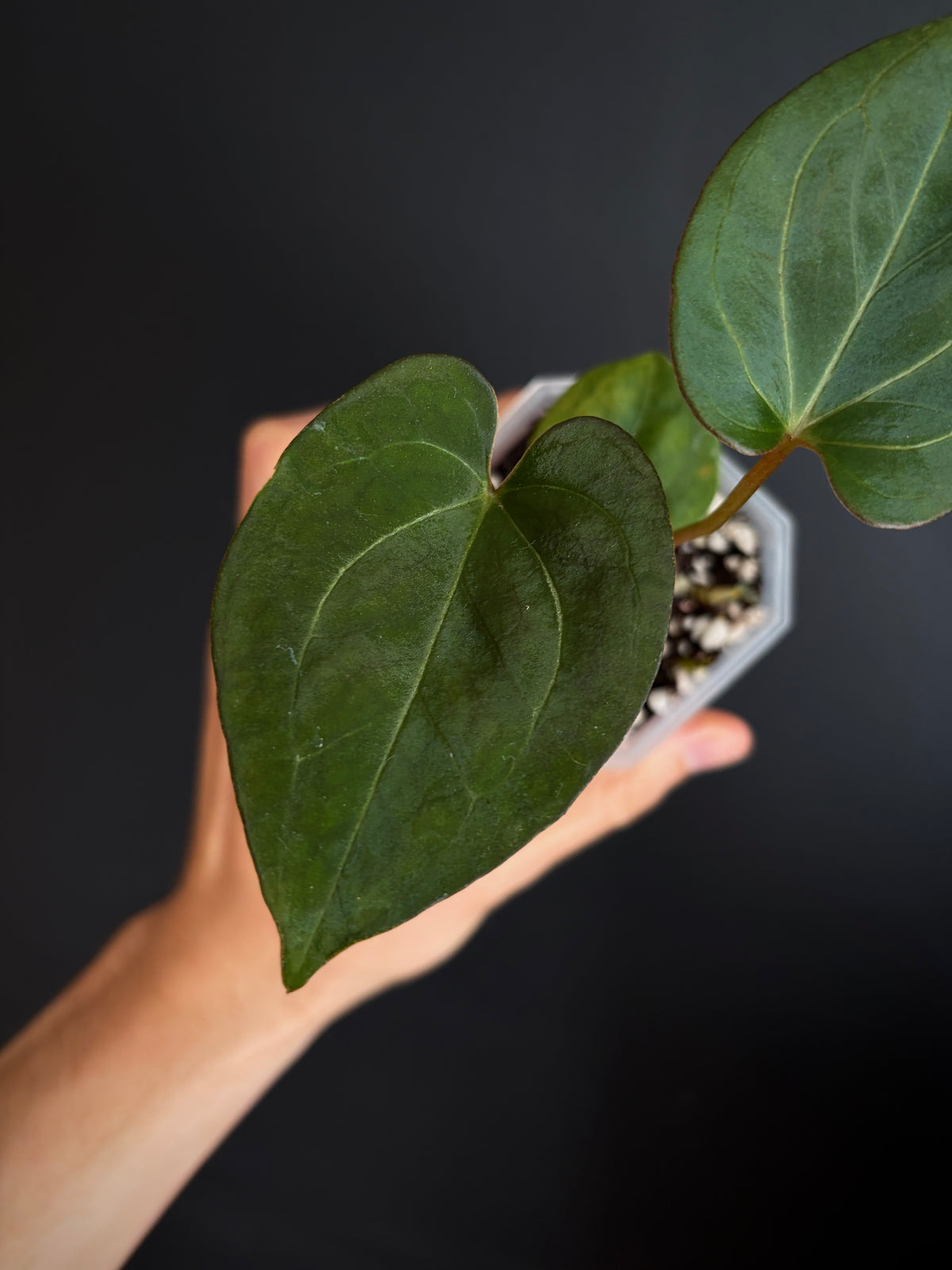 Anthurium King of Spades (KOS/HU) | 7 cm pot